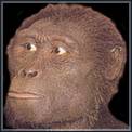 Alles fliesst - Australopithecus