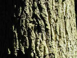 Bilder - Best of 2001 - baumrinde