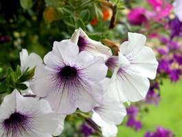 Bilder - Best of 2001 - blumen-weiss