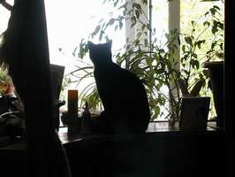 Bilder - Best of 2001 - bonny-silhouette