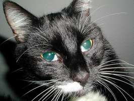Bilder - Best of 2001 - clyde-augen