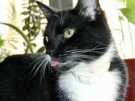 Bilder - Best of 2001 - clyde-zunge