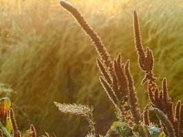 Bilder - Best of 2001 - flora-feld