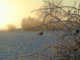 Bilder - Best of 2002 - gebuesch-nebel-schnee