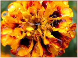 Bilder - Best of 2004 - wet-flower