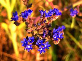 Bilder - Best of 2005 - blau-bluehend