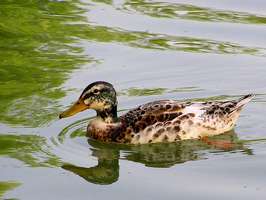 Bilder - Best of 2005 - ente