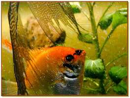 Bilder - Best of 2005 - fisch-im-aquarium