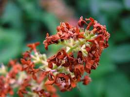 Bilder - Best of 2005 - flora-gruen-rot