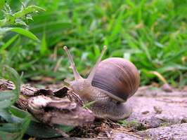 Bilder - Best of 2005 - schnecke