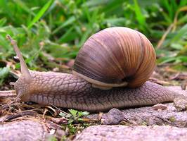 Bilder - Best of 2005 - weinbergschnecke
