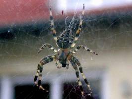 Bilder - Best of 2006 - colored-spider