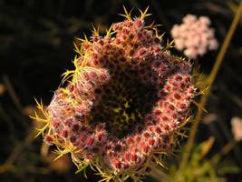 Bilder - Best of 2006 - spiked-burdock