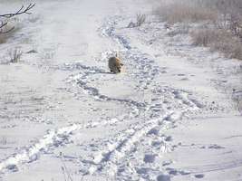 Bilder - Best of 2006 - tarzan-schnee-pfad