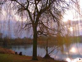 Bilder - Best of 2007 - baum-am-see