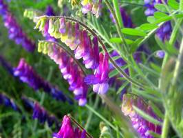 Bilder - Best of 2007 - blue-flowers