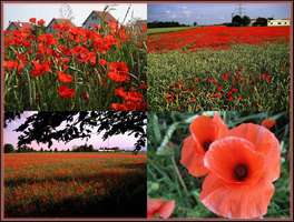 Bilder - Best of 2007 - fire-flora