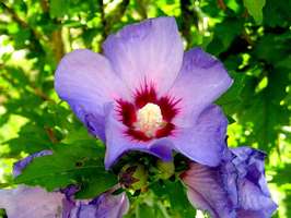 Bilder - Best of 2007 - flower-blue