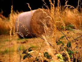 Bilder - Best of 2008 - heuballen