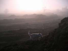 Bilder - Best of 2008 - tarzan-im-nebel