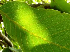 Bilder - Best of 2009 - blatt-adern