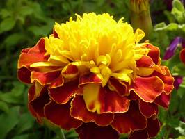 Bilder - Best of 2009 - fire-beauty
