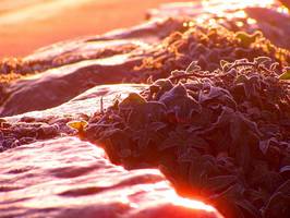 Bilder - Best of 2009 - ice-age