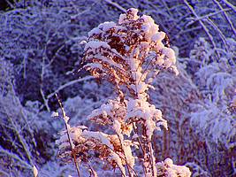 Bilder - Best of 2009 - schnee-rot-blau