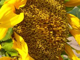 Bilder - Best of 2009 - sonnenblume