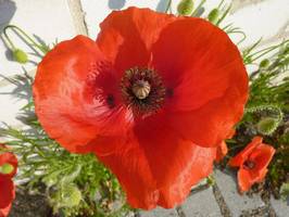 Bilder - Best of 2010 - mohn-rot