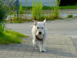 Bilder - Best of 2010 - tatzen-tarzan