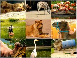 Bilder - Best of 2010 - tiergarten-heidelberg