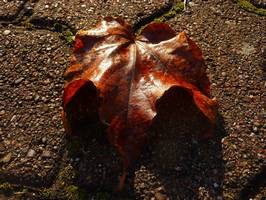 Bilder - Best of 2011 - fall-leave