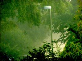 Bilder - Best of 2011 - rain-forest