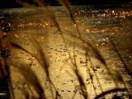 Bilder - Best of 2011 - weinheim-see-gold