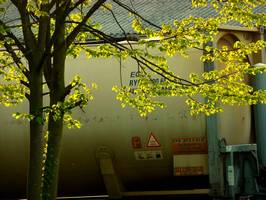 Bilder - Best of 2011 - yellow-leaves