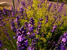 Bilder - Best of 2012 - fruehling