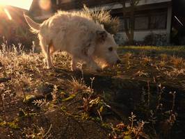 Bilder - Best of 2012 - tarzan-im-gegenlicht