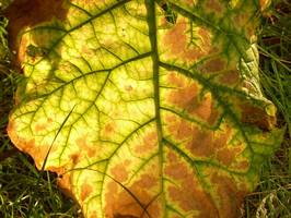 Bilder - Best of 2013 - blatt-fraktale