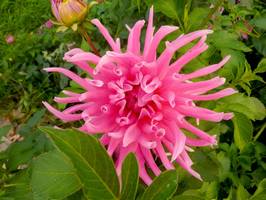 Bilder - Best of 2013 - octupus-pflanze