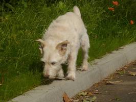 Bilder - Best of 2013 - R.I.P. Tarzan (1999-2014) - best dog ever - tarazn-balanciert-auf-randstein