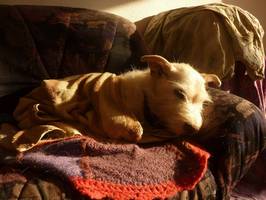 Bilder - Best of 2013 - R.I.P. Tarzan (1999-2014) - best dog ever - tarzan-auf-seinem-sofa