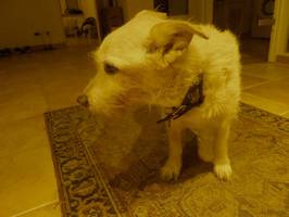 Bilder - Best of 2013 - R.I.P. Tarzan (1999-2014) - best dog ever - tarzan-das-letztes-bild