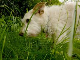 Bilder - Best of 2013 - R.I.P. Tarzan (1999-2014) - best dog ever - tarzan-frisst-gras