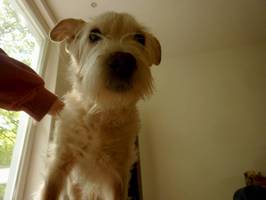 Bilder - Best of 2013 - R.I.P. Tarzan (1999-2014) - best dog ever - tarzan-froschperspektive