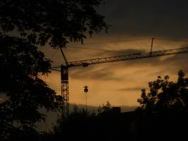 Bilder - Best of 2014 - krahn-im-gegenlicht