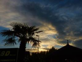 Bilder - Best of 2014 - palmen-in-mutterstadt