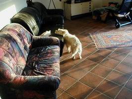 It's a dogs life - Tarzan - Hotel Ödnis 3