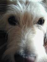 It's a dogs life - Tarzan - Morgen des Grauens 08