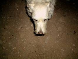 It's a dogs life - Tarzan - Morgen des Grauens 09